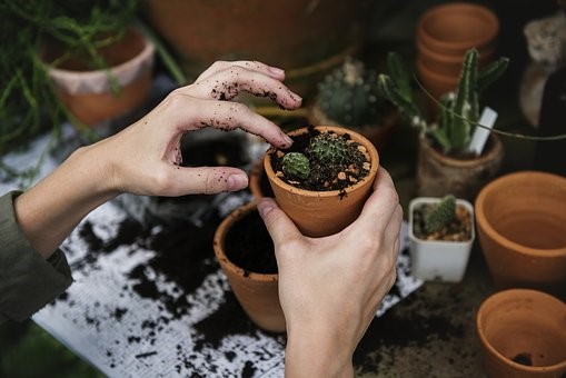 Person planting cacti in a plant pot